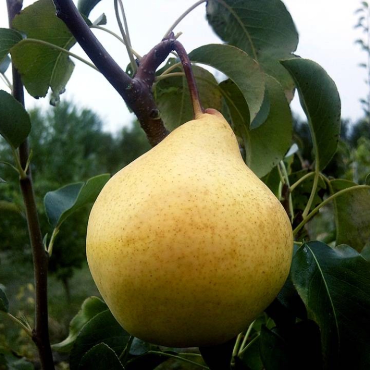 Саженцы Груша Просто Мария