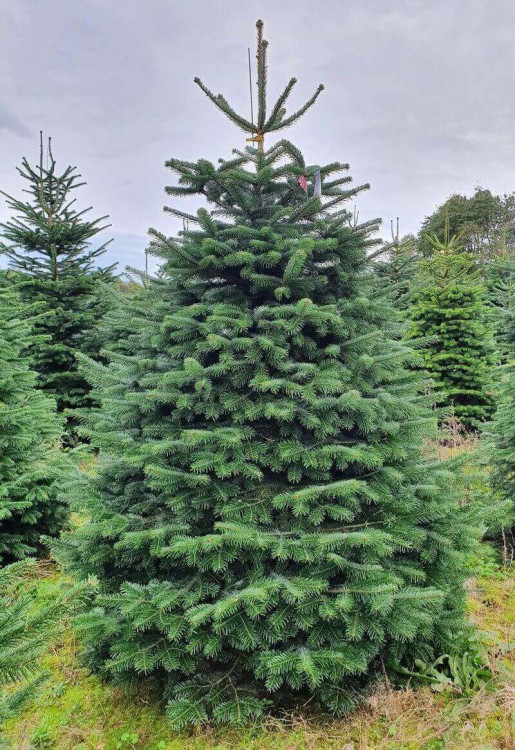 Живая пихта Нордмана 300-350 см