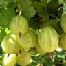 Саженцы Крыжовник Балтийский