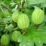 Саженцы Крыжовник Гроссуляр