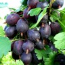 Саженцы Крыжовник Грушенька