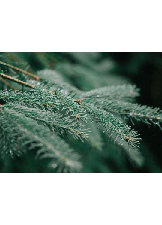 Живая русская ёлка 75-100 см