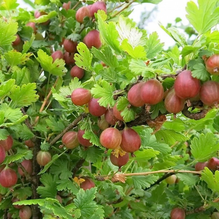 Саженцы Крыжовник Колобок