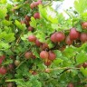 Саженцы Крыжовник Колобок