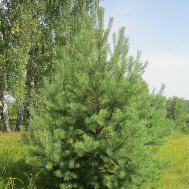 Живая русская сосна 250-300 см