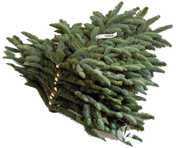 Лапник Нобилис