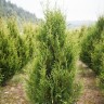Туя западная Ауреоспиката(AUREOSPICATA)