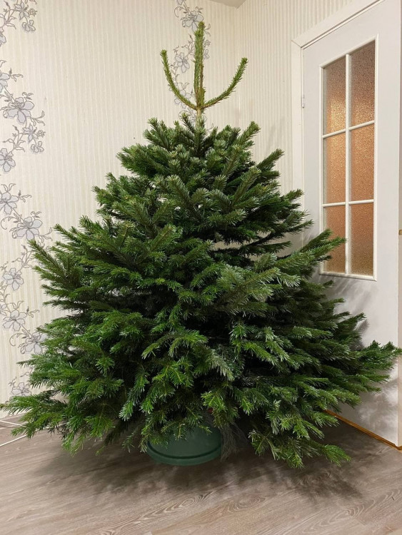 Датская ёлка 75-100 см