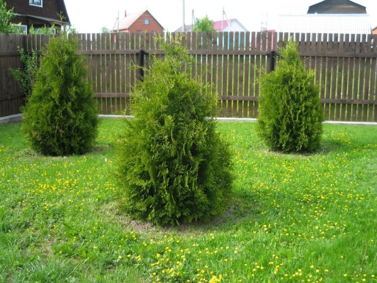 Туя западная Брабант(BRABANT)