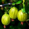 Саженцы Крыжовник Малахит