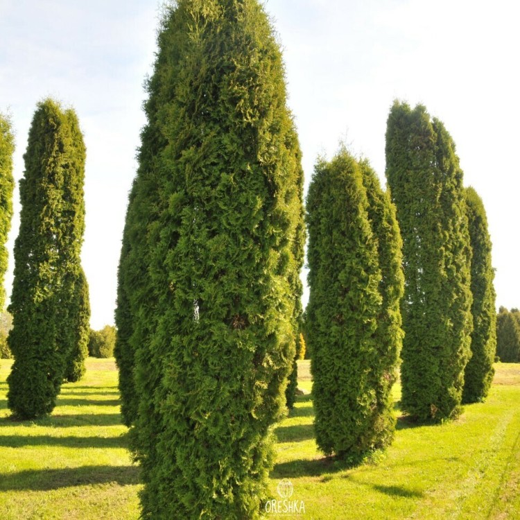 Туя западная Колумна(COLUMNA)