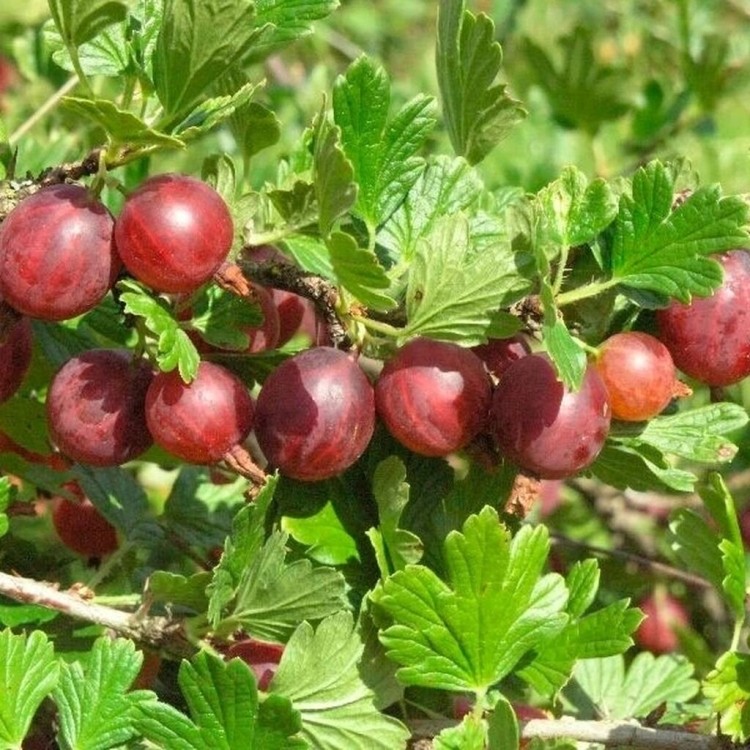 Саженцы Крыжовник Салют