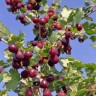 Саженцы Крыжовник Северный капитан