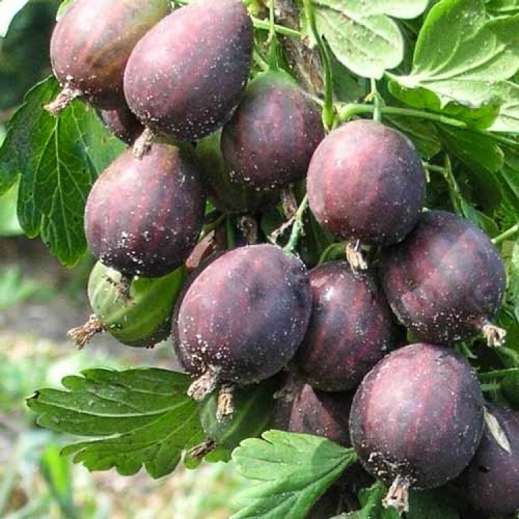 Саженцы Крыжовник Сливочный