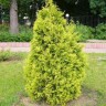 Туя западная Европа Голд(EUROPE GOLD)