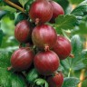Саженцы Крыжовник Финский красный
