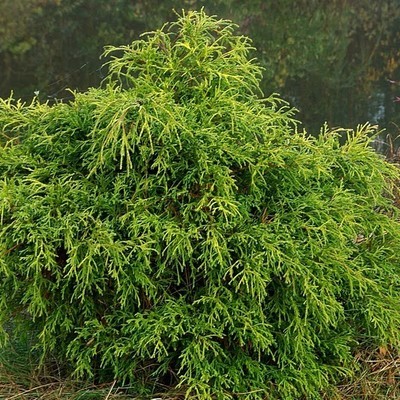 Туя западная Филиформис(FILIFORMIS) ®