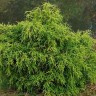 Туя западная Филиформис(FILIFORMIS) ®