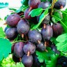 Саженцы Крыжовник Черномор