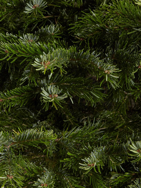 Живая пихта Нордмана 250-275 см