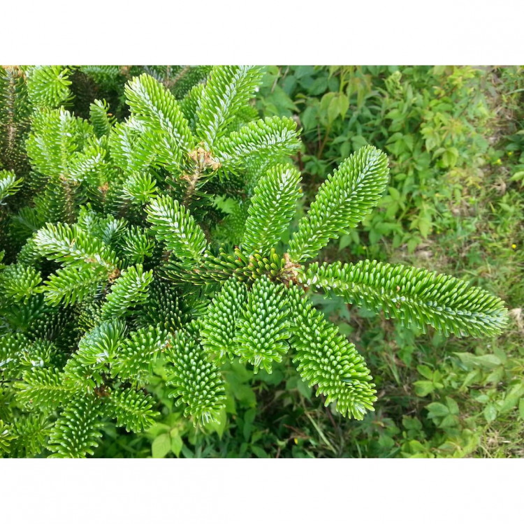 Пихта Фразера 400-450 см