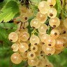 Саженцы Красная и белая смородины Булонь белая