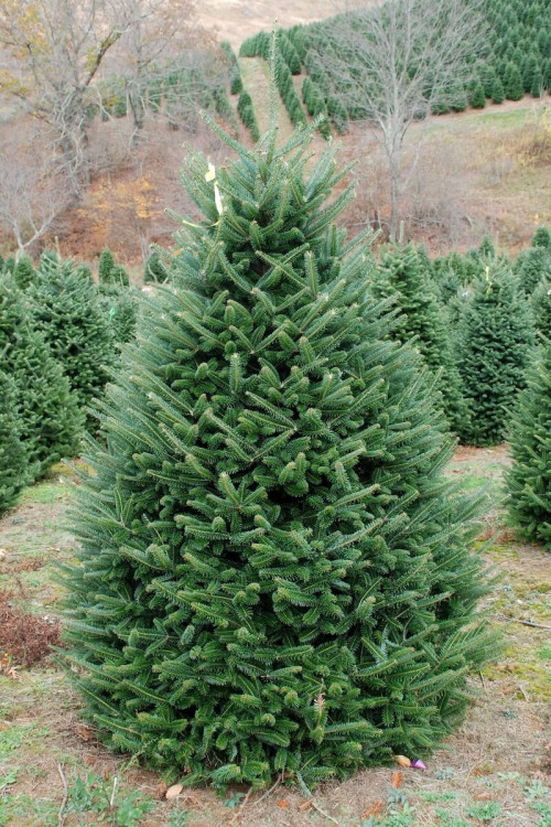 Пихта Фразера 550-600 см