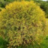 Туя западная Глобоза Ауреа(GLOBOSA AUREA)