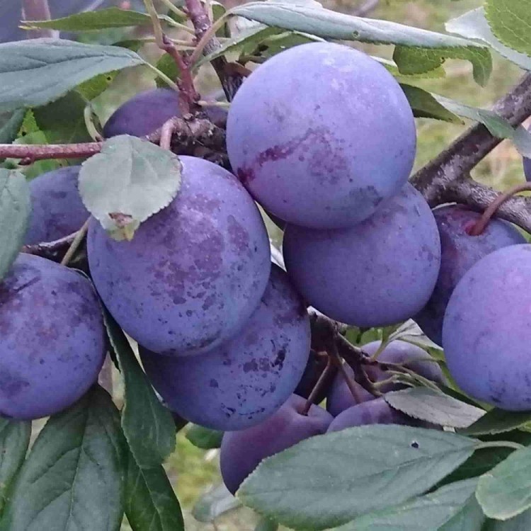 Саженцы Слива домашняя Ренклод колхозный