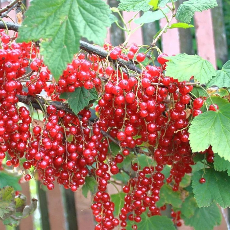Саженцы Красная и белая смородины Голландская красная