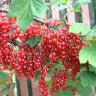 Саженцы Красная и белая смородины Голландская красная