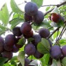 Саженцы Слива домашняя Ренклод Харитоновой