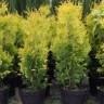 Туя западная Голден Брабант(GOLDEN BRABANT) ®