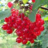 Саженцы Красная и белая смородины Натали