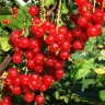 Саженцы Красная и белая смородины Подарок лета