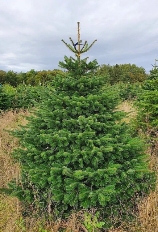 Живая пихта Нордмана 100-125 см