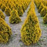 Туя западная Голден Смарагд(GOLDEN SMARAGD)