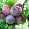 Саженцы Слива китайская Орловская мечта
