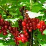Саженцы Красная и белая смородины Ред лейк