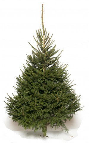 Живая европейская (Норвежская) ёлка 75-100 см