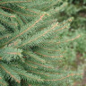 Живая европейская (Норвежская) ёлка 75-100 см