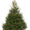 Живая европейская (Норвежская) ёлка 275-300 см Живая европейская (Норвежская) ёлка 275-300 см