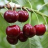 Саженцы Черешня Ипуть