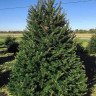 Живая европейская (Норвежская) ёлка 300-350 см Живая европейская (Норвежская) ёлка 300-350 см