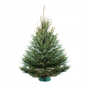 Голубая ель 300-350 см