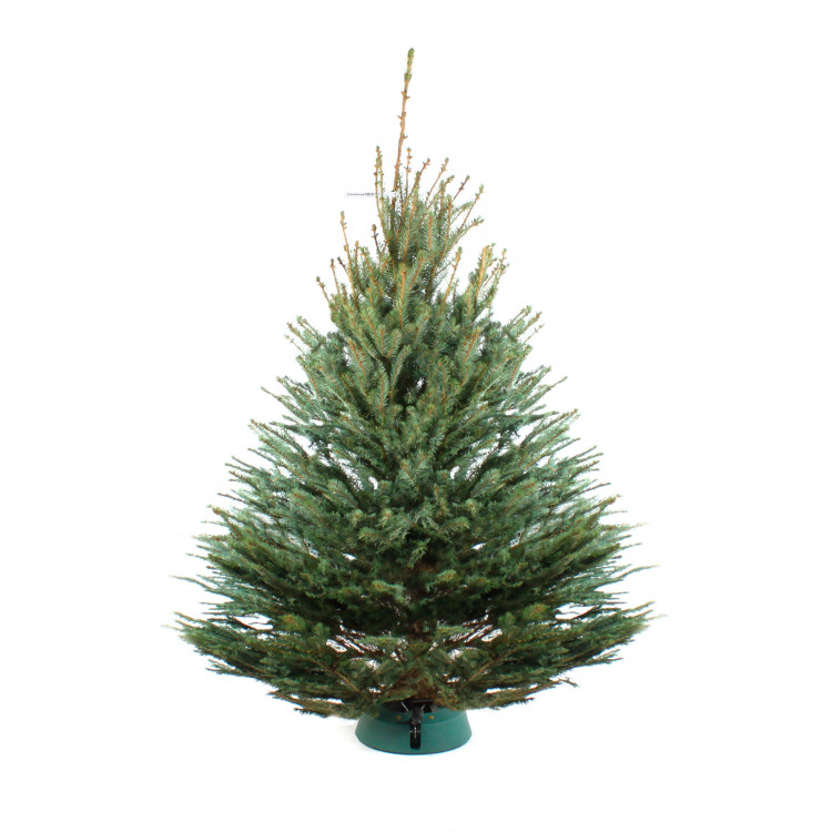 Голубая ель 300-350 см