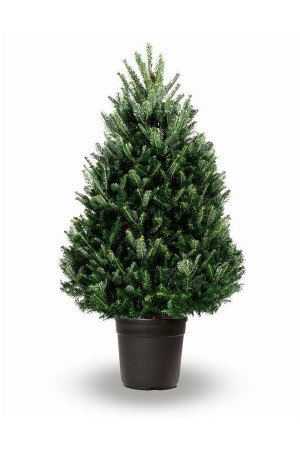 Живая пихта Фразера в горшке 60-75 см
