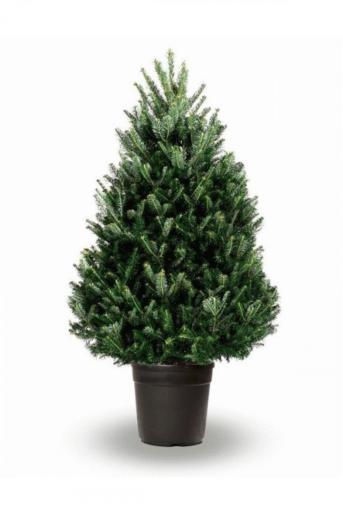 Живая пихта Фразера в горшке 60-75 см