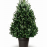 Живая пихта Фразера в горшке 60-75 см