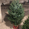 Живая пихта Фразера в горшке 60-75 см